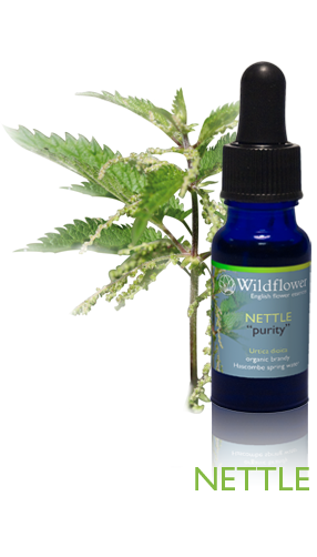 Nettle flower essence