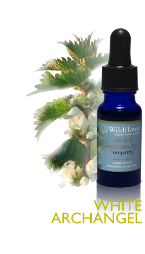 White Archangel wild flower essence