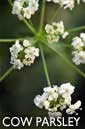 Cow parsley flower essence