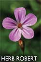 Herb robert flower essence