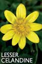 Celandine flower essence