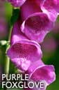Purple foxglove flower essence