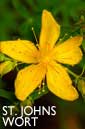 St Johns wort flower essence