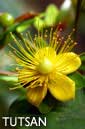 Tutsan flower essence