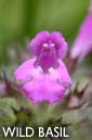 Wild basil flower essence