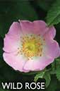 Wild rose flower essence