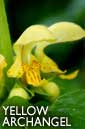 yellow archangel flower essence