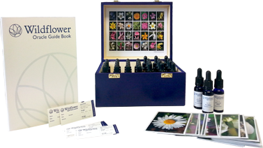 Oracle wild flower essence set