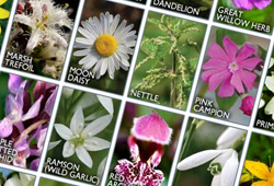 buy personalised flower essences online
