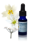 Sweet Dreams blended flower essence